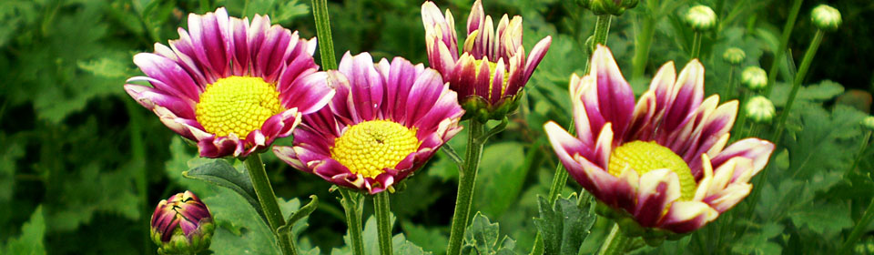 电脑短信轰炸机